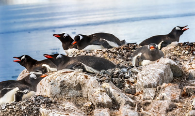 Fototapeta premium Gentoo Penguins Rookery Damoy Point Antarctica