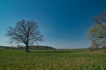 Fototapeta premium alleine stehender Baum