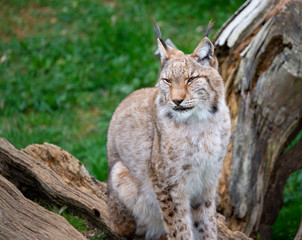 lynx sitting in the green grass