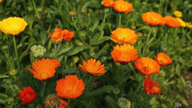 Beautiful Yellow and orange Gerbera Daisy flower is full blooming on flower fields. Wide view of shoot.