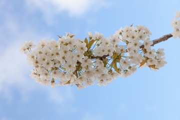 cherry blossom branch against the blue sky