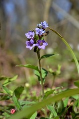purple  flowers Common lungwort, Pulmonaria officinalis grows in the forest on the background of dry leaves. wild forest flowers in spring.