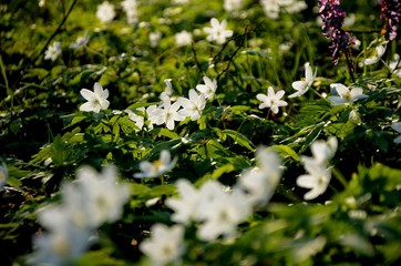 coseup forest covered with anemone flowers. many white wild forest flowers grow in spring. rare flowers rare flowers in the evening sun, floral background