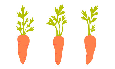 Set of carrots with leaves isolated on white background. Vector illustration
