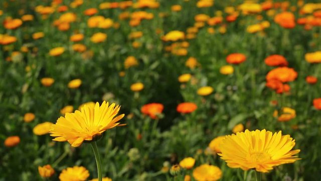 Beautiful Yellow and orange Gerbera Daisy flower is full blooming on flower fields. Wide view of shoot.