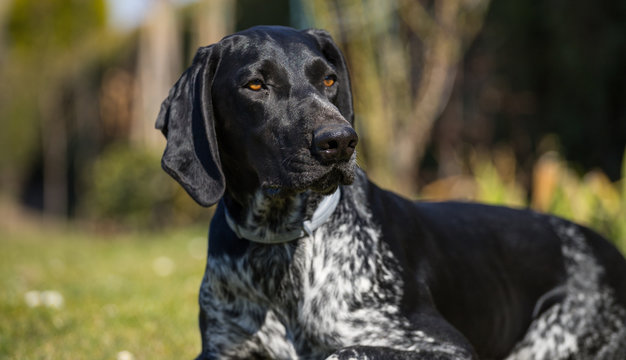 Portrait of a black dog waiting for a command, playing with a hunting dog in the garden. German shorthaired pointer, man's best friend