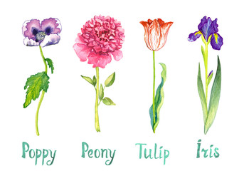 Spring collection of flowers isolated on white, purple poppy, pink peony, red tulip and dark blue iris and  hand painted watercolor illustration with handwritten inscription