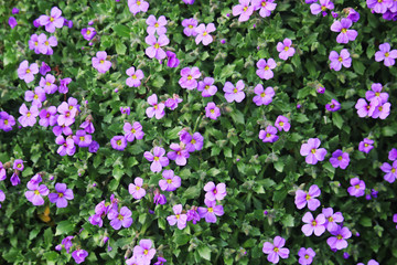 Small violet blossoming flowers making background	