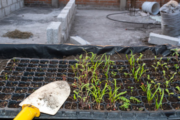 Hotbed of different seeds growing up