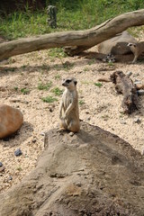 meerkat on guard