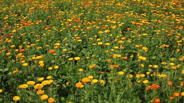 Beautiful Yellow and orange Gerbera Daisy flower is full blooming on flower fields. Wide view of shoot.