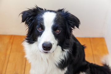 Funny portrait of cute smilling puppy dog border collie indoor. New lovely member of family little dog at home gazing and waiting for reward. Funny pets animals life concept.