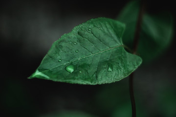 Wet green leaf close up with unfocused dark background