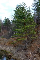 Obraz premium A unique image of the spring nature of central Russia in April