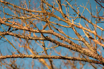 Winter branches of a tree in sunny day in a golden hour