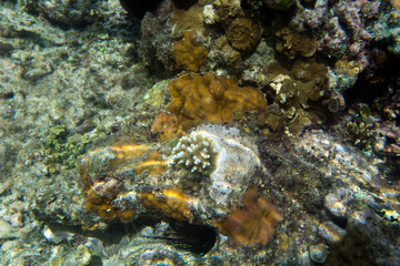Naklejka na ściany i meble A picture of corals