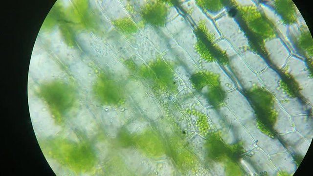 Green chlorophyll, chloroplasts in plant eukaryotic cell structures, magnification in microscope. Close up of leaf photosynthesis. GMO, DNA, cytology science, research and genetic engineering concept