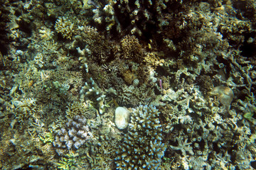 Obraz na płótnie Canvas A picture of corals