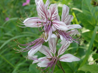 pink and white flower