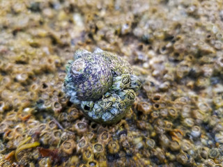Sea snail covered by barnacles