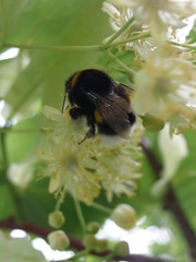 bee on a flower