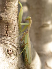 praying mantis on a tree