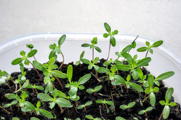 Green sprouts of flower seedlings