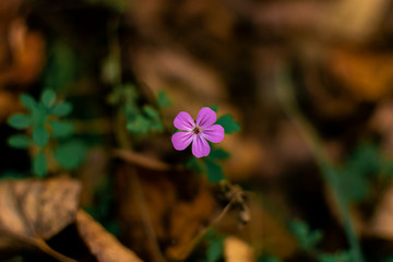 Forest background with small, lilac flower in the center. 
