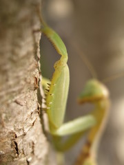 praying mantis on a leaf