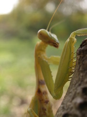 praying mantis on a branch
