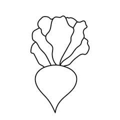 Hand drawn vector element - beet