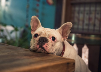White French Bulldog sitting and waiting on wooden table