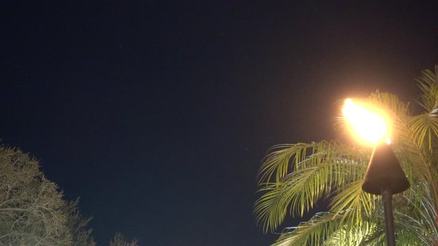 Tropical Hawaiin Totem Flames Fire By Palm Tree At Night With Other Tree On Left Side