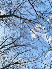 The branches of the tree against the spring sky.