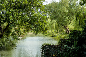 riverside with willows