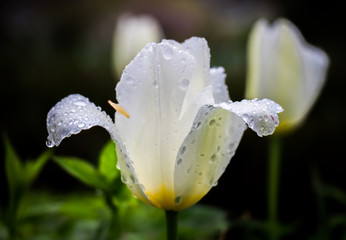 Raindrops on the petals of a white tulip in the morning. 