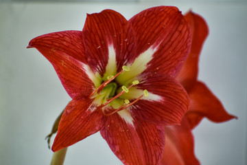 red lily flower