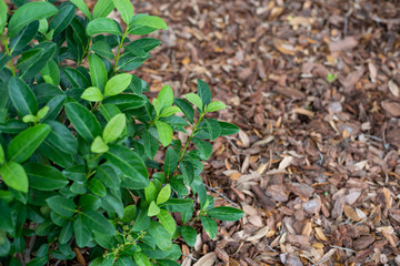 Sweet viburnum planted in the south, bright green over mulched bed 	

