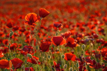 red poppy flower field. beautiful nature scenery in summer afternoon