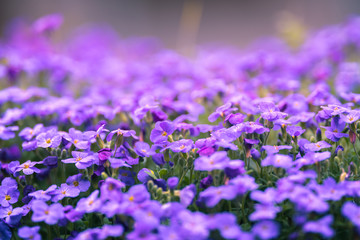 Obraz premium small purple spring flowers