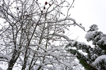 Śnieg na gałęziach © Heroc