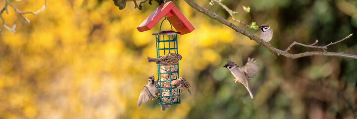 A flock of Eurasian Tree Sparrows (Passer montanus) at the fat balls in spring