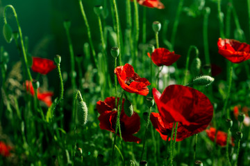  Red poppy flowers field, close up.