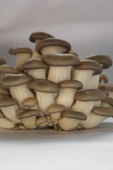 fresh oyster mushrooms side view many cut small