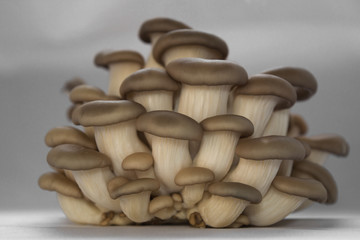 fresh oyster mushrooms side view many cut small