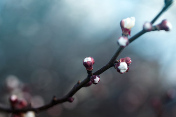 branch with tree buds, apricot flower bud on a tree branch