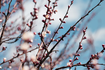 branch with tree buds, apricot flower bud on a tree branch