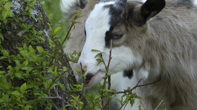 Capra al pascolo