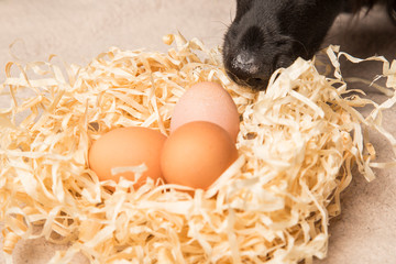 Pies wąchający jajka © nitka_zaplatana