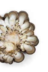 oyster mushrooms bottom view isolate on a white background many cut small